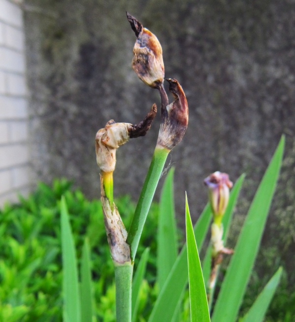 Po&scaron;kozen&iacute; způsoben&eacute; květilkou kostatcovou