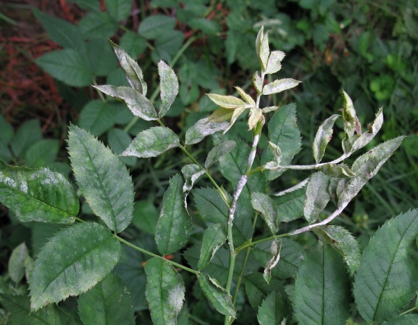 Padl&iacute; na růž&iacute;ch