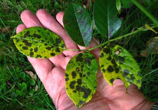 Čern&aacute; skvrnitost růž&iacute;