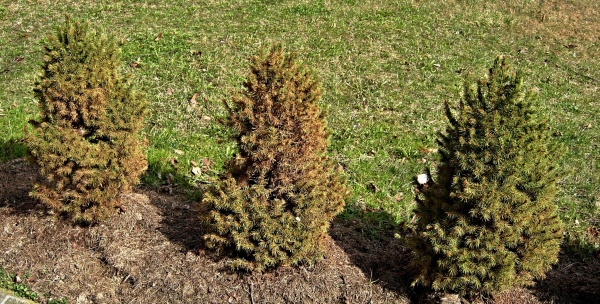 Svilu&scaron;ky &scaron;kod&iacute; i&nbsp;na jehličnanech