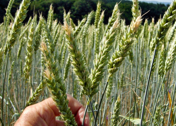 Poškození klásků sáním třásněnek