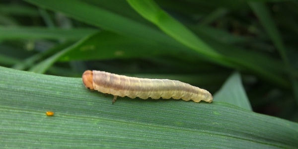 Housenka obaleče obilního