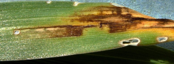 Hnědá skvrnitost ječmene