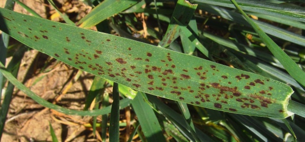 Ramuláriová skvrnitost na ječmeni