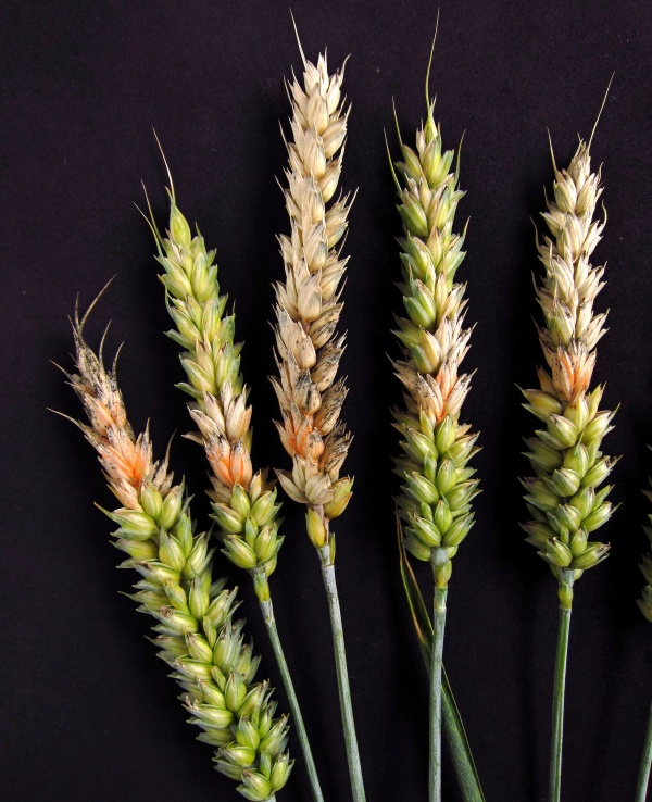 Fuzariózy na klasech pšenice