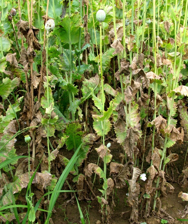 Helmintosporiová nekróza máku