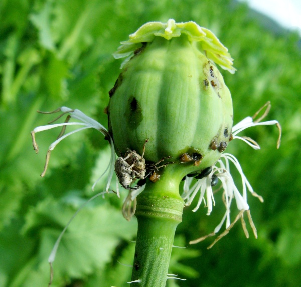 Krytonosec makovicový