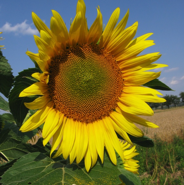 Květní lůžko slunečnice je třeba chránit před plísní šedou