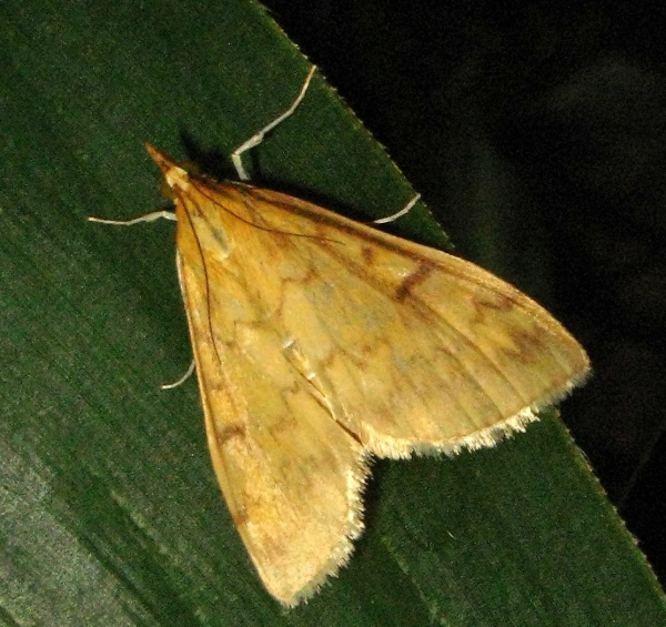 Zavíječ kukuřičný – motýl