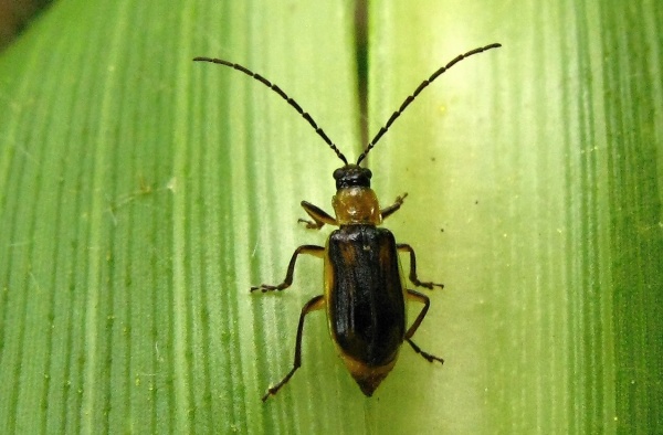 Bázlivec kukuřičný