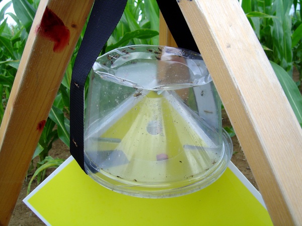 Lapač pro sledování bázlivce kukuřičného