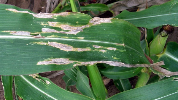 Požerky na listech kukuřice od brouků bázlivce