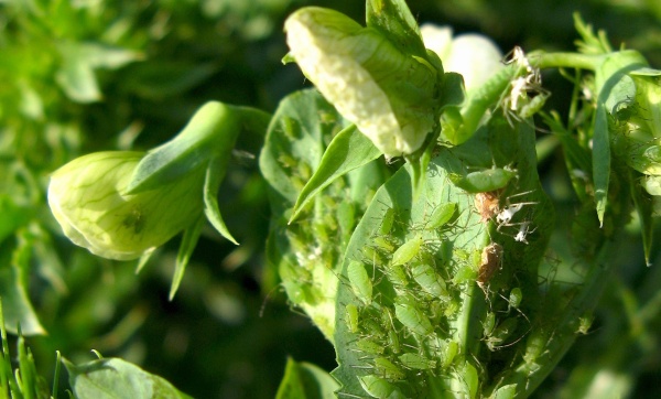 Mšice kyjatka hrachová