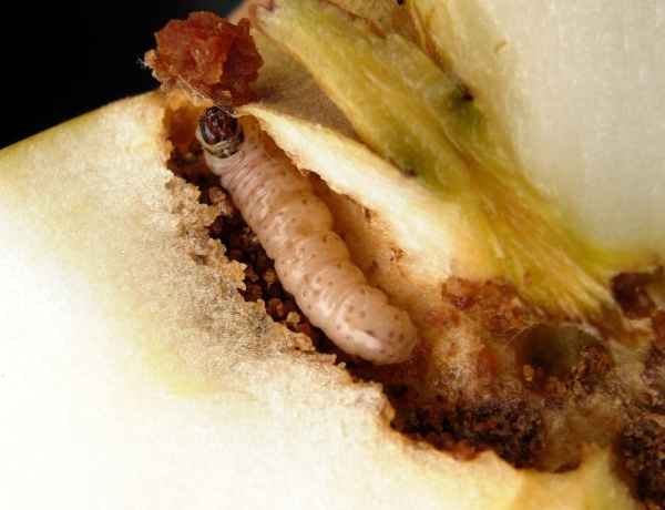 Housenka obaleče jablečného