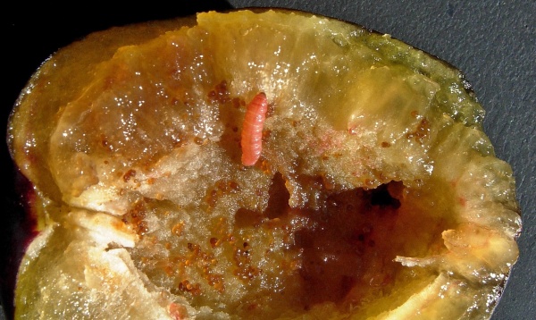 Housenka obaleče švestkového