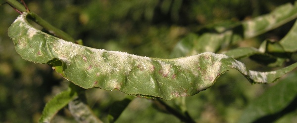 Padlí broskvoňové na listu broskvoně