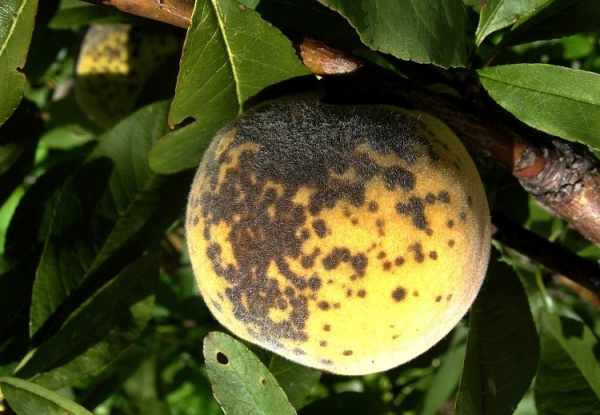 Strupovitost peckovin na broskvi