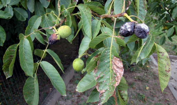 Antraknóza ořešáku