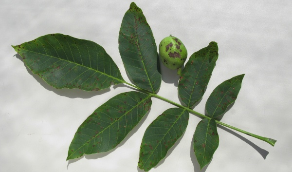 Bakteriální skvrnitost ořešáku