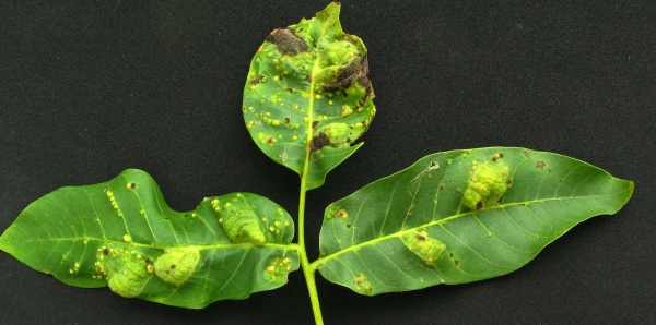 List ořešáku poškozený vlnovníky