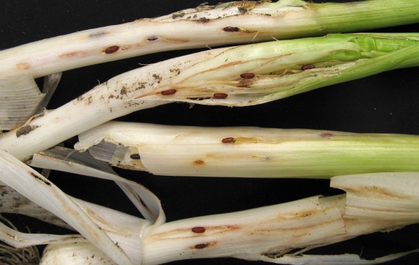 Kukly vrtalky pórové znehodnocují pór