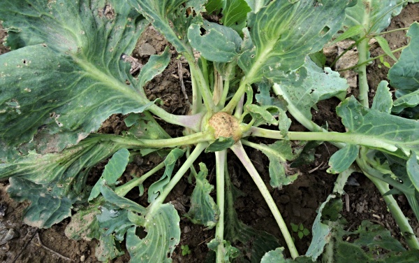 Vyslepnutí košťálovin