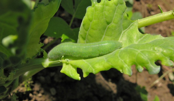 Housenka běláska řepového