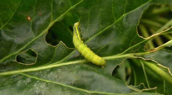 Housenka můry kapustové