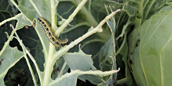 Zelí požrané housenkami běláska zelného