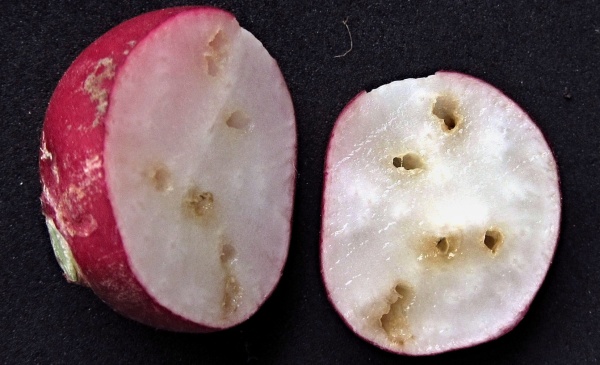 Ředkvička poškozená larvami květilky řepné