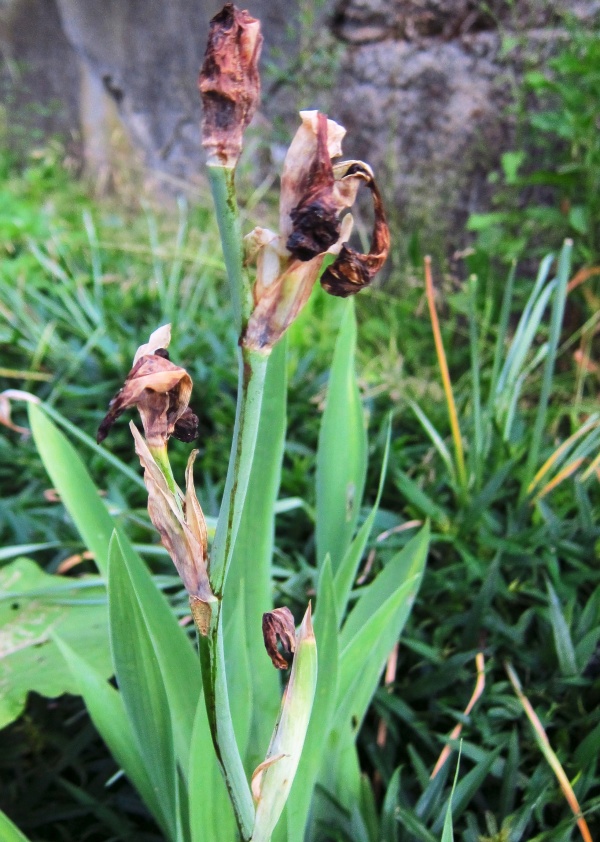 Poškození květů kosatců květilkou kosatcovou