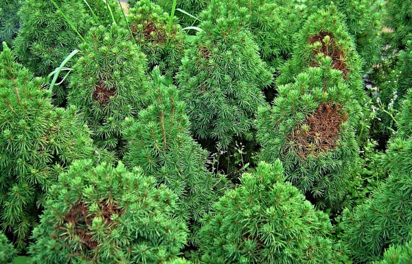 Rezavé skvrny způsobené sáním svilušek na jehličnanu (Picea glauca)