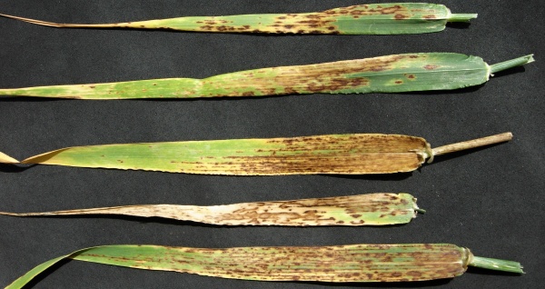 Příznaky hnědé skvrnitosti ječmene