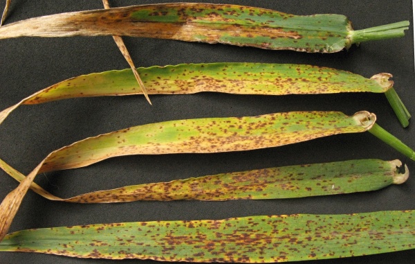 Příznaky ramuláriové skvrnitosti ječmene