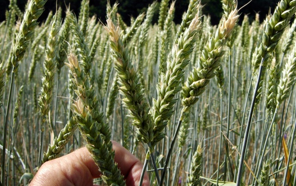 Třásněnkami poškozený klas pšenice