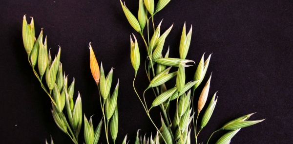 Poškození klásků ovsa bzunkou ječnou