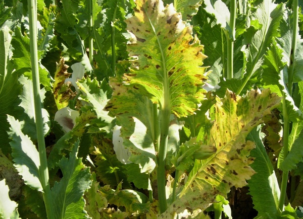 Příznaky pleosporové nekrózy máku