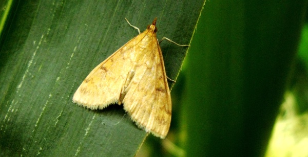 Zavíječ kukuřičný