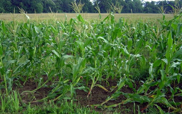 Poškození kukuřice larvami bázlivce