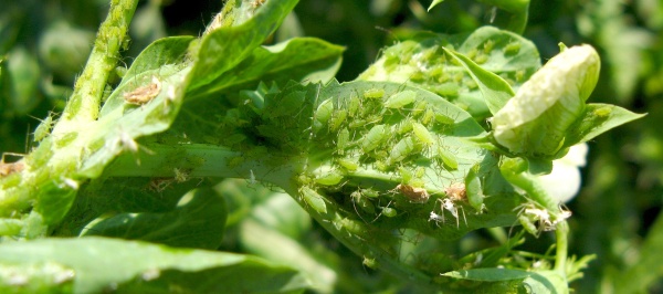 Mšice kyjatka hrachová