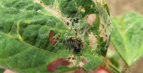 Housenka babočky bodlákové na sóji