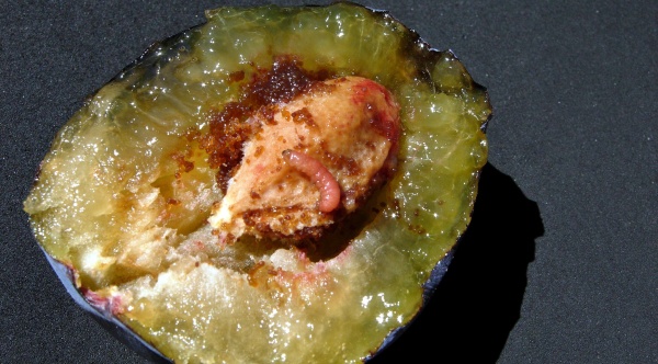 Obaleč švestkový - housenka