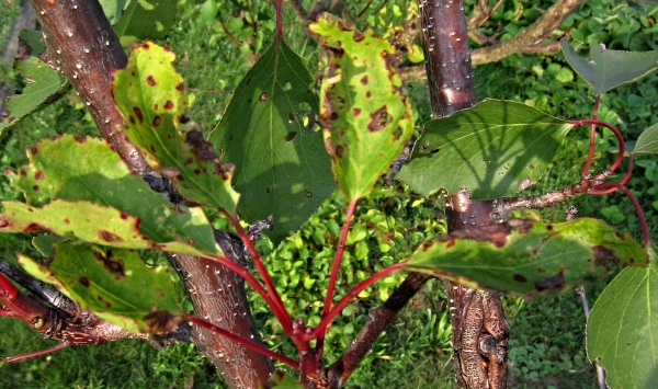 Hněhnutí listů meruňky