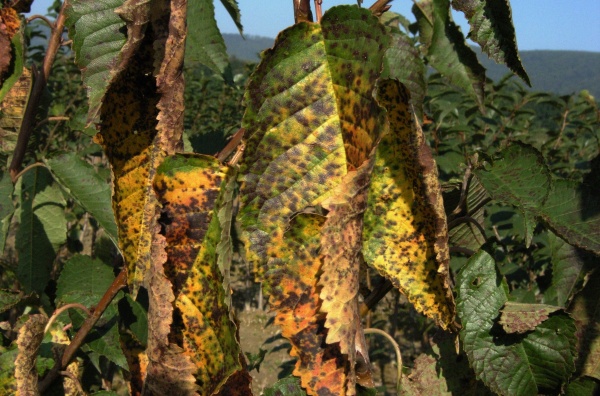 Skvrnitost listů třešně