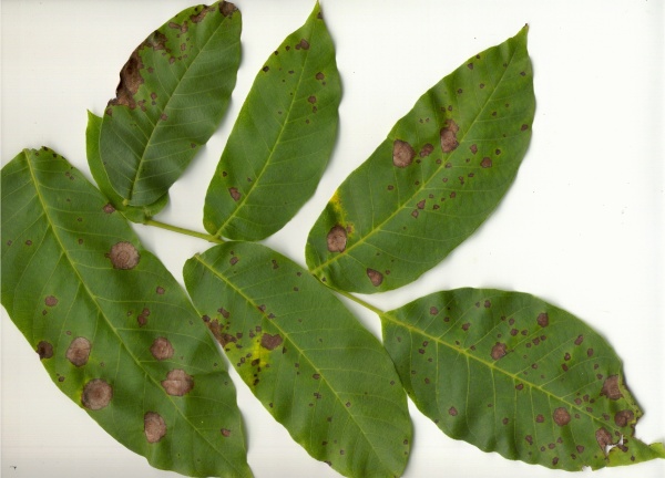 Hnědnutí listů ořešáků