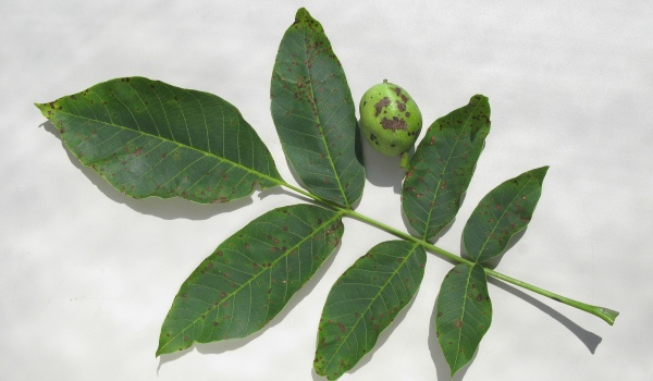 Bakteriální skvrnitost ořešáku