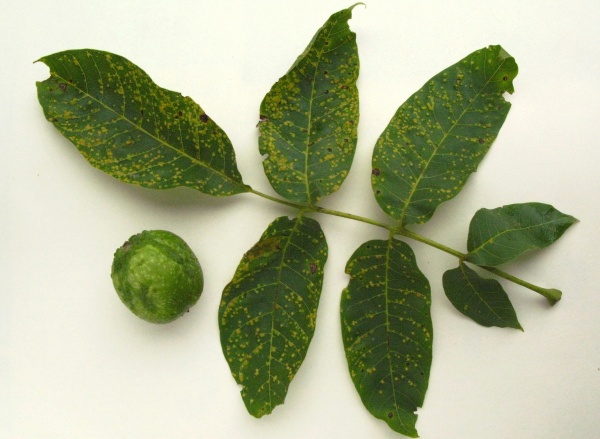 Poškození ořešáku vlnovníky