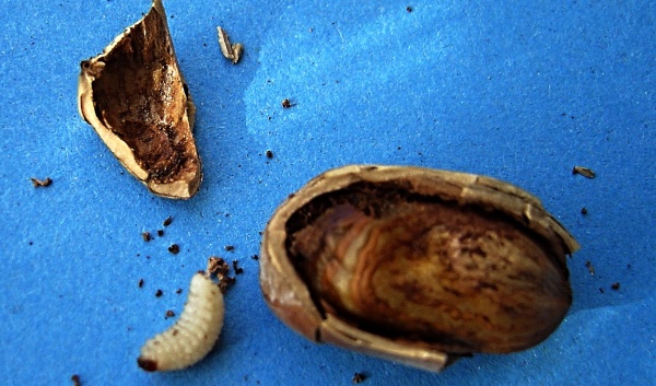 Nosatec lískový - larva