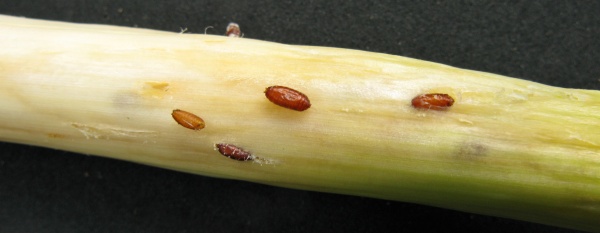 Puparia vrtalky pórové