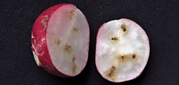 Poškození larvami květilky zelné